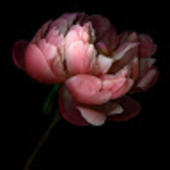 Meet your Posher, Elizabeth - Picture 1 of 1